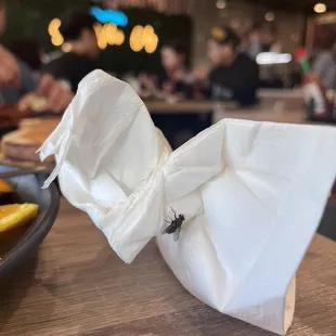 Fly