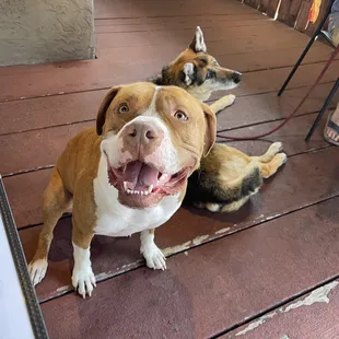 Dog friendly patio with full shade cover