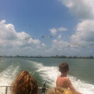 All the birds!!!