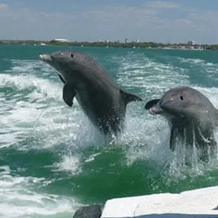 Dolphins jump and play during the boat ride.