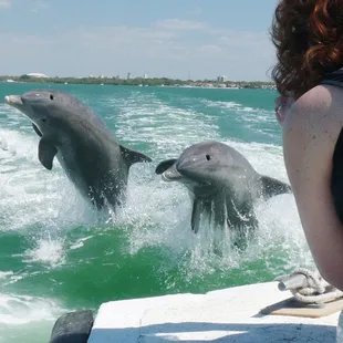 Dolphins following our boat on the way out to Egmont Key