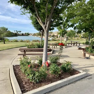 Community Rose Garden