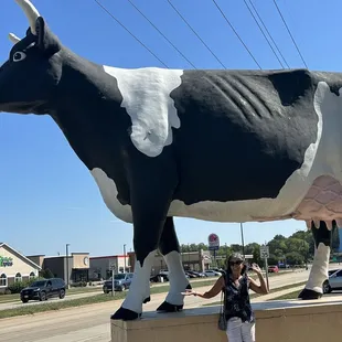 Advertising cow