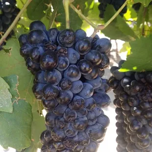 Schmidt Zin's Grapes....