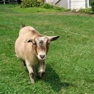 The Lawnmower Became Curious.