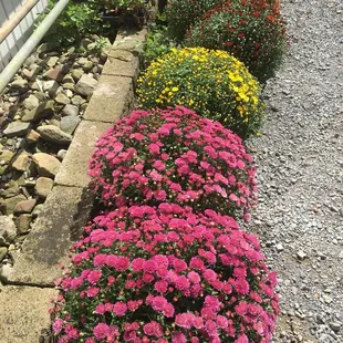 Beautiful homegrown mums.