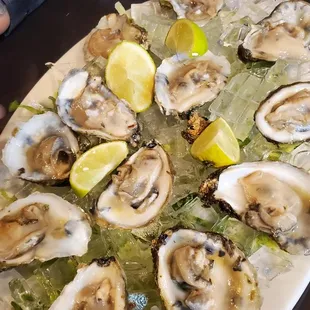 We serve oysters daily: half dozen or dozen