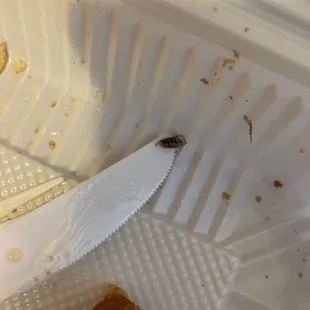 Insect was found in my food. Never going back
