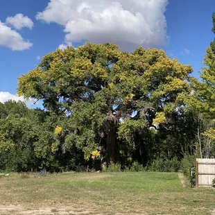 a large tree with yellow flowers
