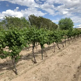 rows of grape plants