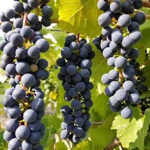 a bunch of grapes hanging from a vine