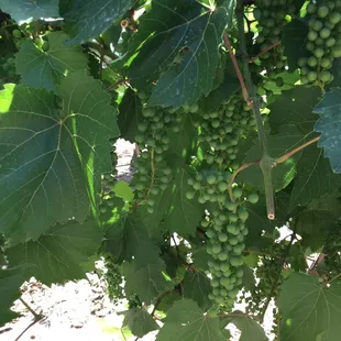 a bunch of grapes on the vine
