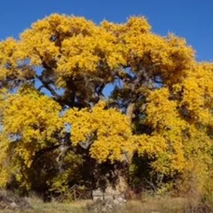 a yellow tree in a field