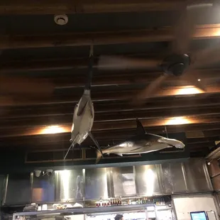 The swordfish on the ceiling