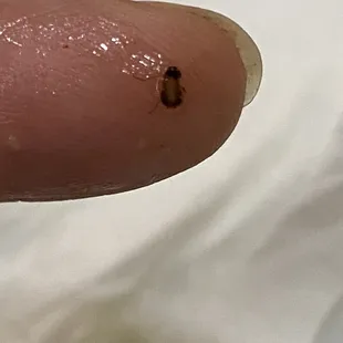 A close up I took to see if it was oregano or a roach