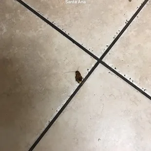 This is what I found in the restroom.