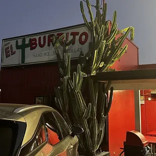 a cactus in front of a restaurant