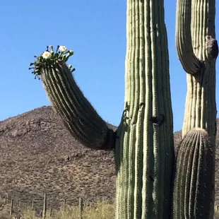 Cactus in bloom