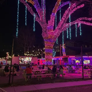 a tree decorated with christmas lights
