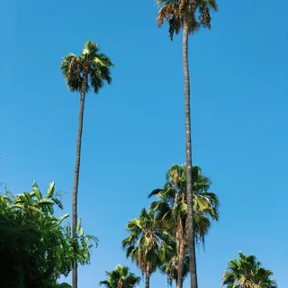 D W.