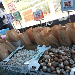  variety of mushrooms