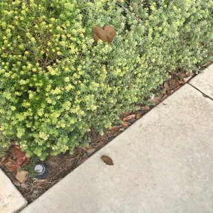 Someone decided to pop a squat over the bushes. Not all their poop made it onto the bush. Can't see well but it's a tall bush