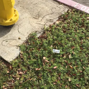 Medical cannabis containers around the park. Hopefully that's all that's in there. Drug residue can be absorbed through the skin.