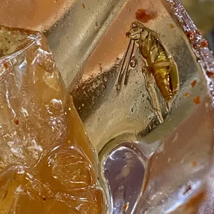 Cockroach in my michelada.