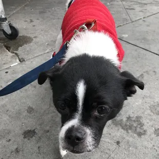 Little #Dog Dressed Up