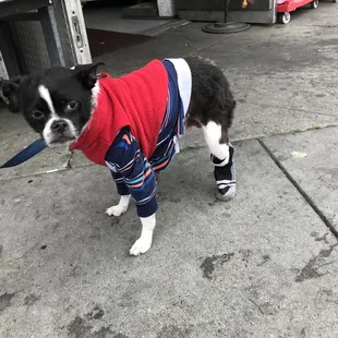 Little #Dog Dressed Up