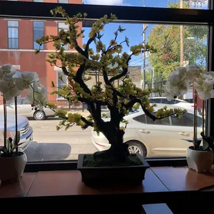 a bonsai tree