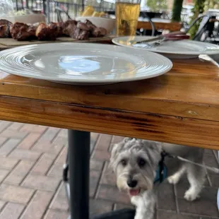 Doggie friendly patio
