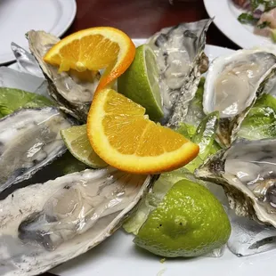 Oysters
