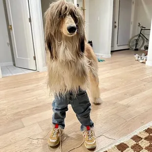 a dog dressed as a child
