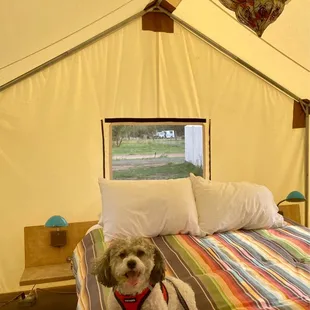 Our safari tent (interior, featuring Ax)