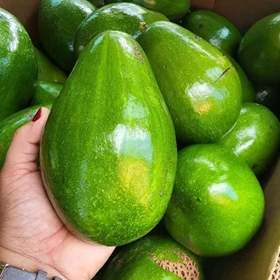 Big avocados