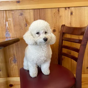 Sophia enjoying a lager!  Travelled from Oakdale, Ca