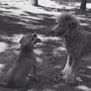 This new dog park is a great place to meet new friends.