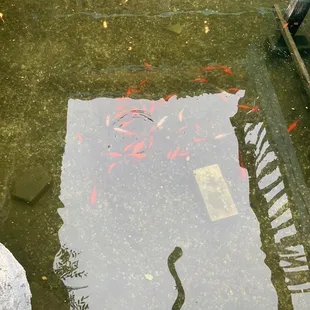 koi fish pond, can feed them for a quarter