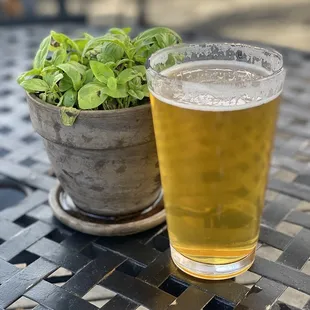 a glass of beer and a potted plant