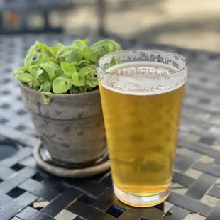a glass of beer and a potted plant