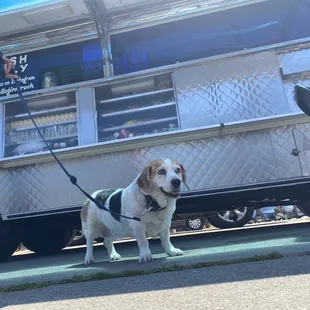 Beagle Approved  (his order is the asada tacos)