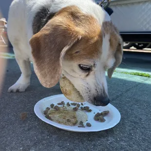 Beagle inhales tacos.