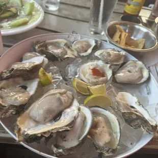 Oysters