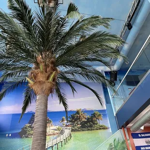 a man and a woman standing under a palm tree