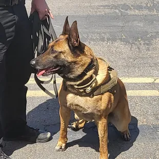 Canine training in Oceanside