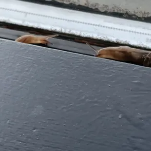 a dog looking out of a window