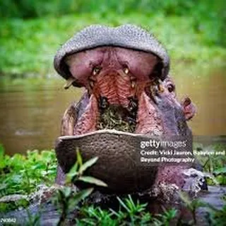 Hungry Hungry Hippos R.