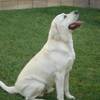 Dakota D.