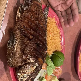 Tilapia